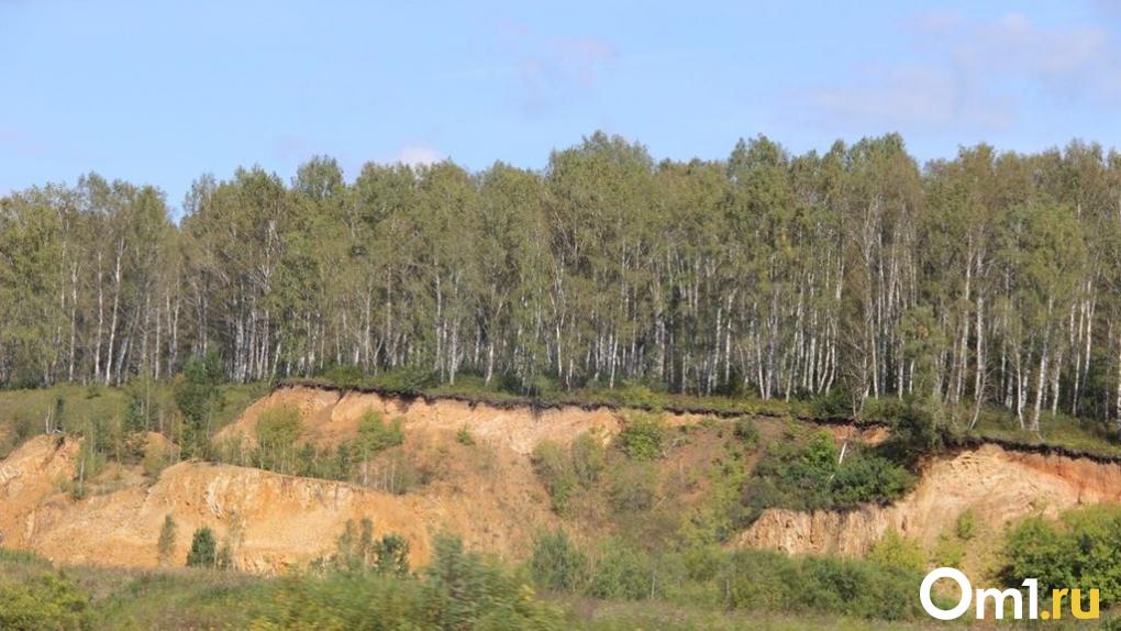 В некоторых районах Омской области жителям разрешили ходить в леса