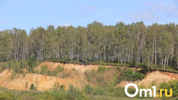 В некоторых районах Омской области жителям разрешили ходить в леса