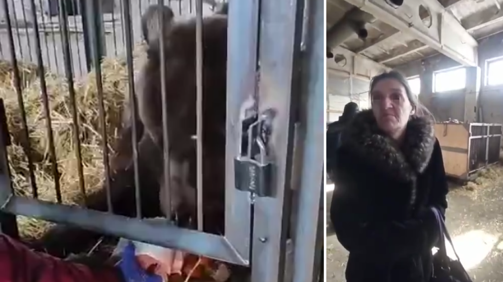 Под Новосибирском волонтёры забрали брошенных без воды и еды цирковых медведей