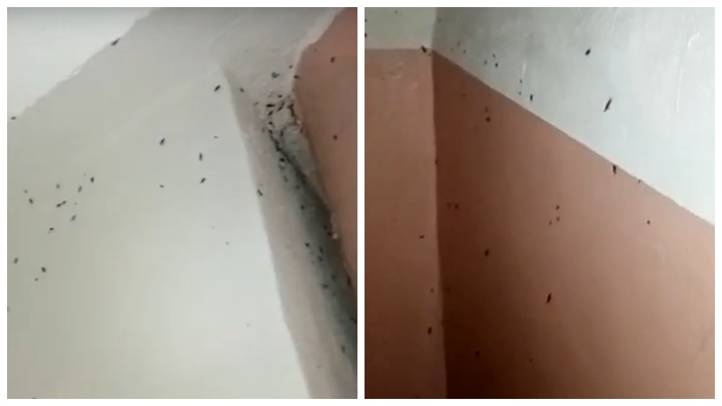 Ползают по стенам подъезда: новосибирцы пожаловались на нашествие тараканов. ВИДЕО