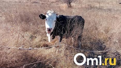 Кладбище в Омской области захватили коровы