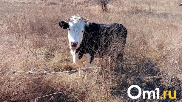 Кладбище в Омской области захватили коровы