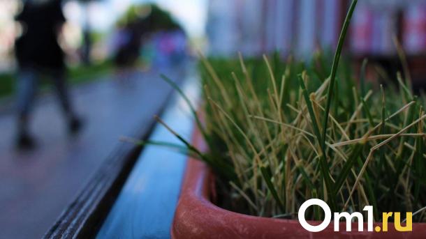 В Новосибирске на газоны потратят 135 миллионов рублей: какие улицы обновят