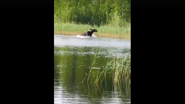 Инспектор зафиксировал редкое и яркое зрелище в Омской области