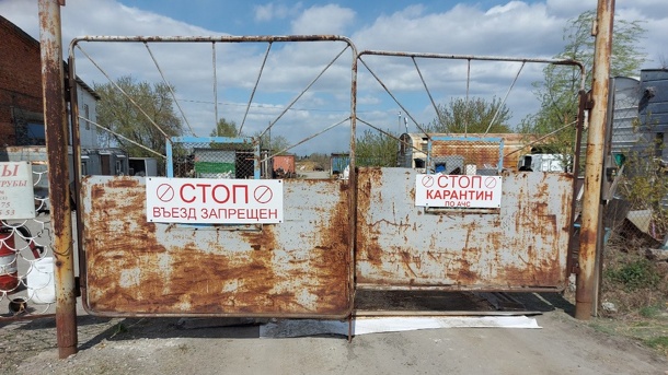 В Омске из-за вспышки африканской чумы уничтожили почти 700 свиней