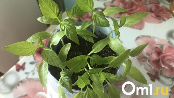 Агроном Шубина рассказала, как создать идеальную температуру для рассады и выбрать фитолампу