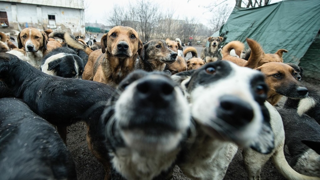 Живут как в аду: жители Долины нищих жалуются на соседку, у которой живут десятки собак