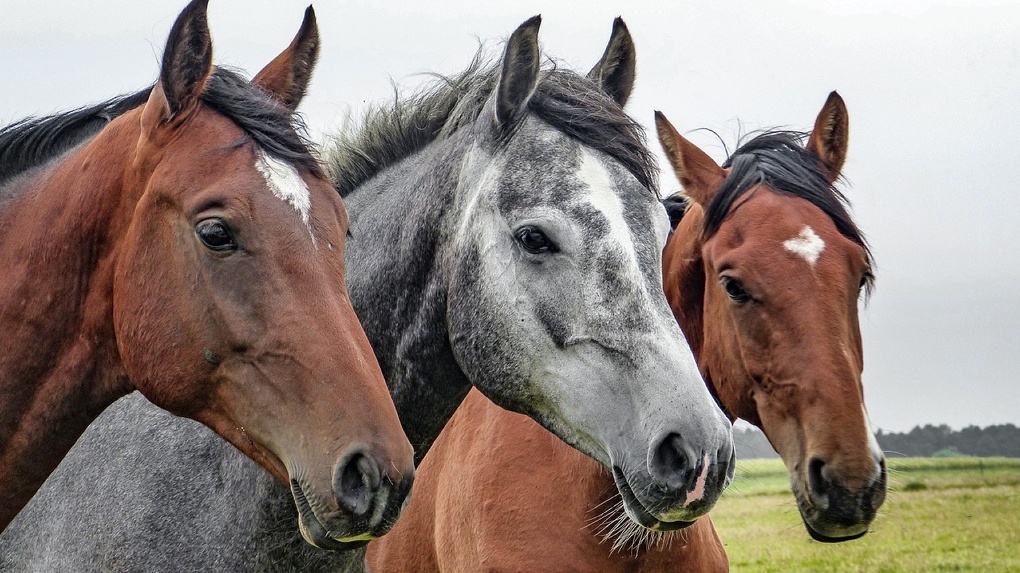 Из Омской области не пустили в Казахстан 8 лошадей