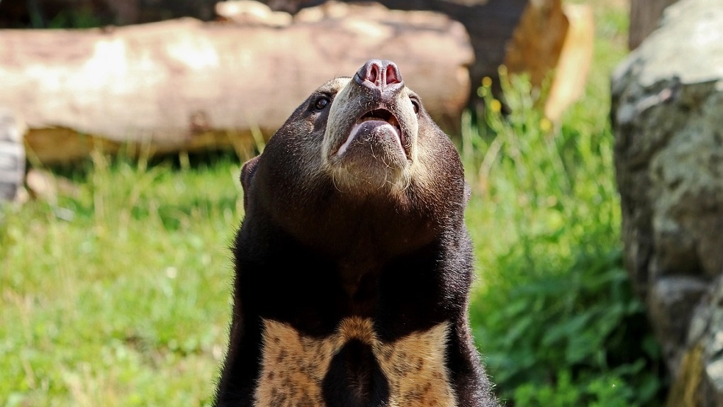 Гости из тропиков: в Новосибирском зоопарке разместят малайских медведей и вомбатов