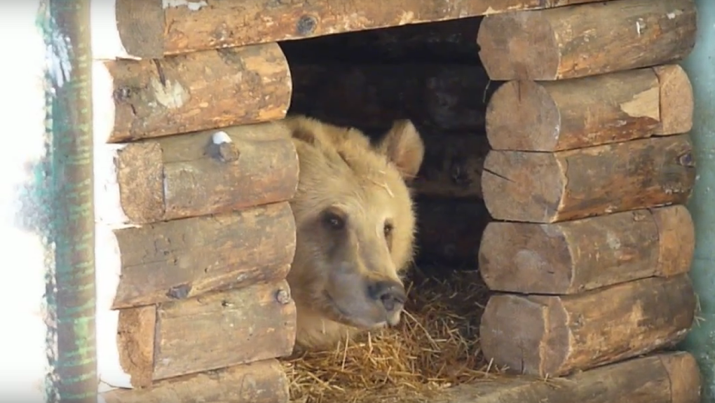 В Большереченском зоопарке засыпает последний бодрствующий медведь