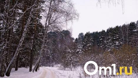 В Омской области начался зимний учёт диких животных