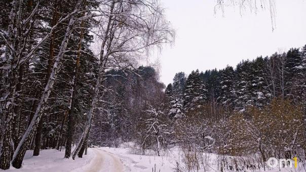 В Омской области начался зимний учёт диких животных
