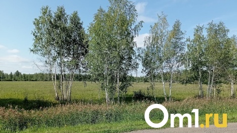 Омских аллергиков ждут опасные выходные