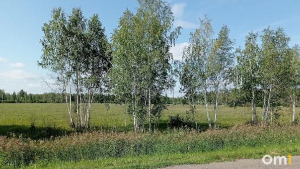 Омских аллергиков ждут опасные выходные