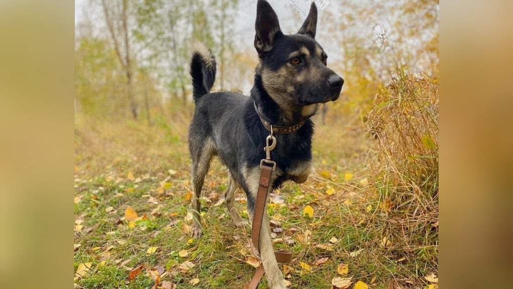 Прыгает на одной лапе: собаке с ампутированной конечностью ищут новых хозяев в Новосибирске