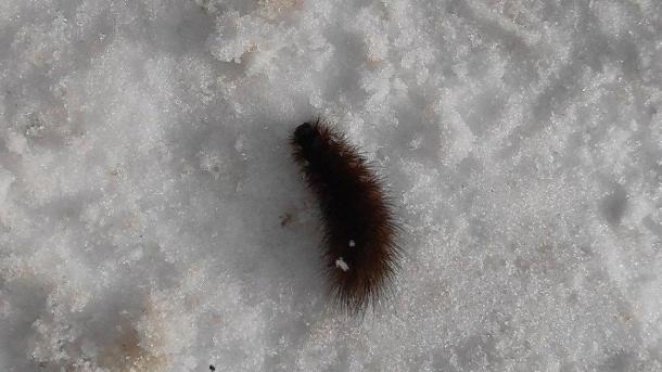 Под конец февраля в Омске обнаружили мохнатых гусениц
