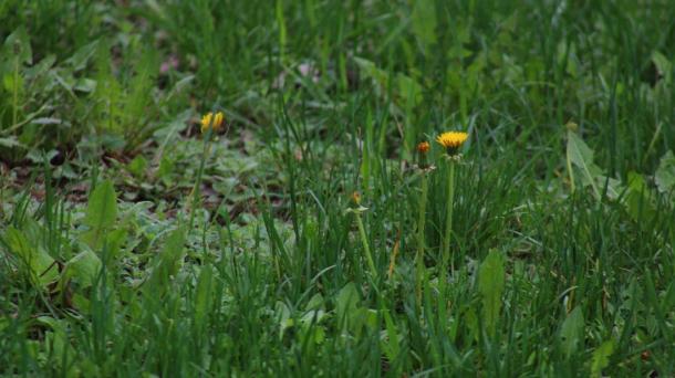 Новосибирцы зарабатывают до 500 рублей за покос травы