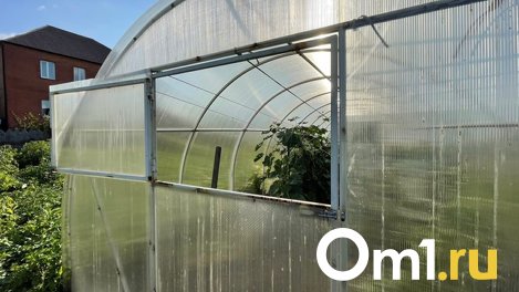 В Омской области начали продавать рассаду для огородов - рассказываем, как изменились цены