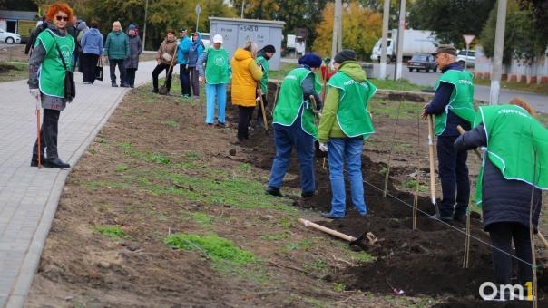 В Кировском округе Омска появилась аллея из 55 канадских клёнов