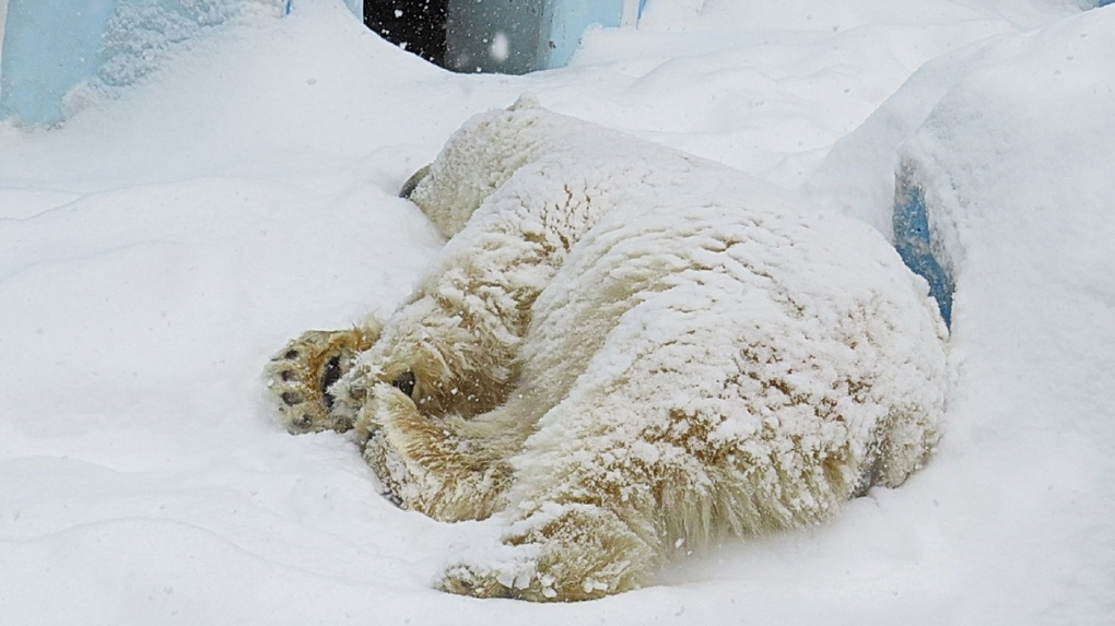 Белого медведя Кая из Новосибирского зоопарка замело снегом. ВИДЕО