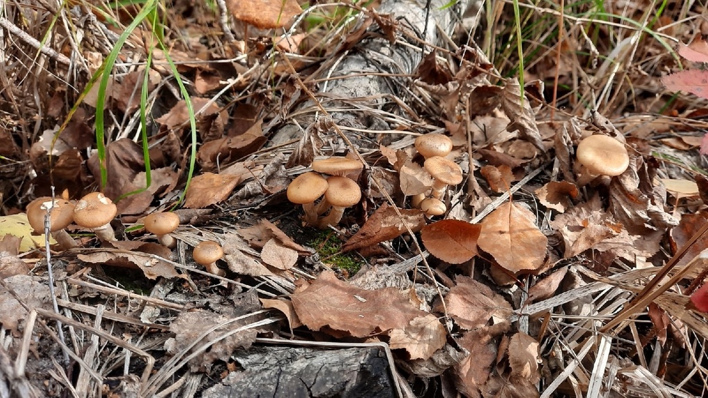 Сезон продолжается: новосибирские грибники хвастаются урожаем опят и груздей