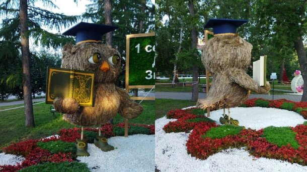 В Омске пострадавшей на «Флоре» сове починили крыло