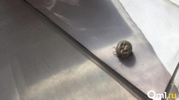 В Омской области появится горячая линия по клещевому энцефалиту