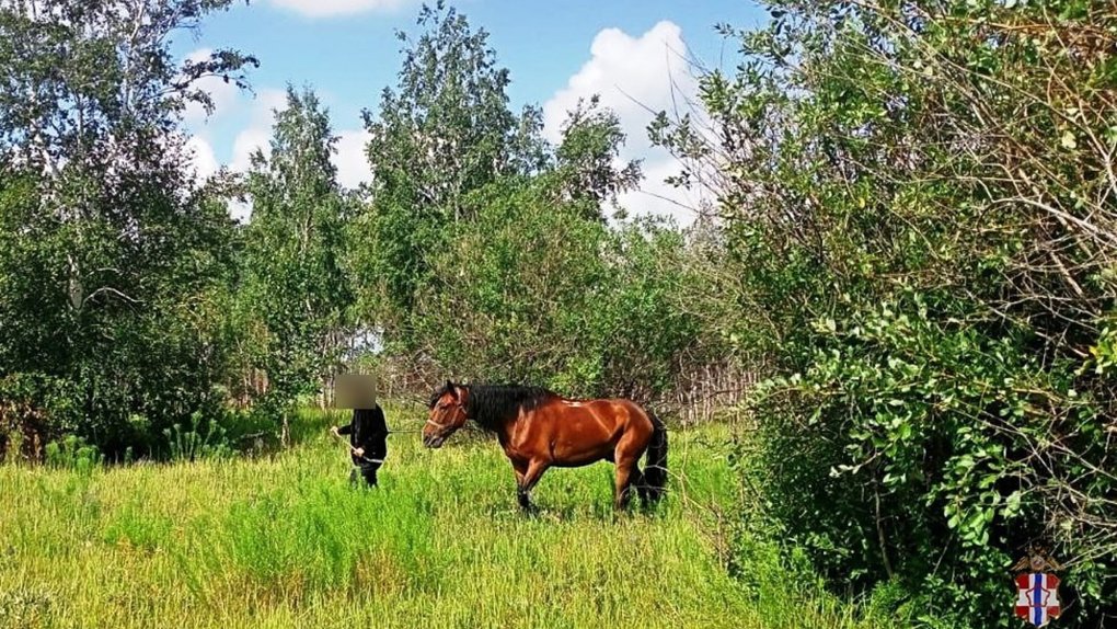 В Омске украли коня, привязанного к забору