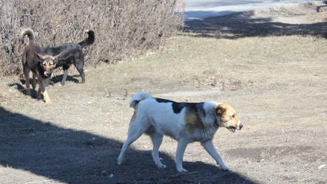 «Прячет сердобольная дама»: омичи жалуются на стаи собак, которые держат в страхе местных детей