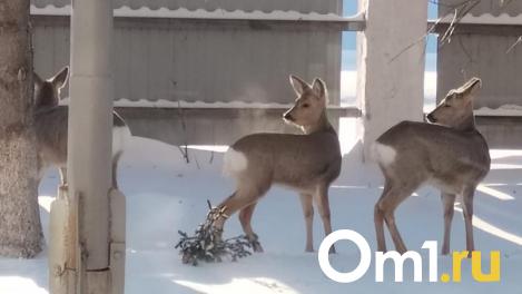 В Минприроды объяснили омичам, как следят за мигрирующими косулями