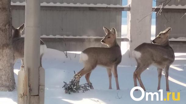 В Минприроды объяснили омичам, как следят за мигрирующими косулями