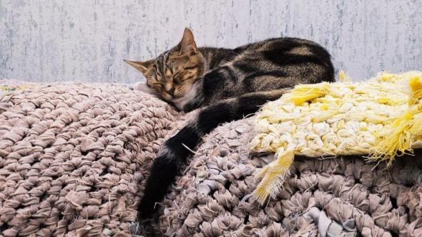 75-летний пенсионер завещает квартиру кошке — нотариус объяснил подвох