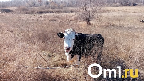 В Омском районе бык напал на рабочего фермы