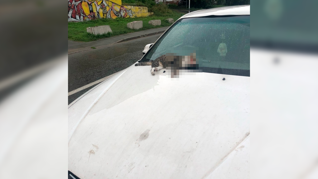 Сбитую кошку обнаружили на окровавленном автомобиле в Новосибирске