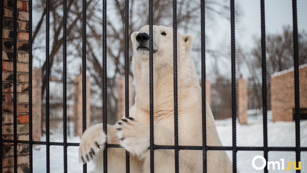 Стали известны причины смерти белой медведицы Забавы в Большереченском зоопарке Омской области