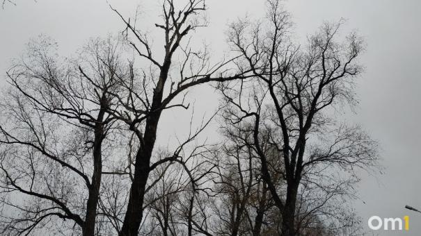 Омской школе не давали денег, чтобы убрать с участка опасные деревья