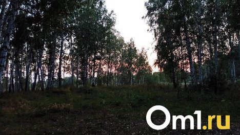 В омских лесах начали находить первые грибы
