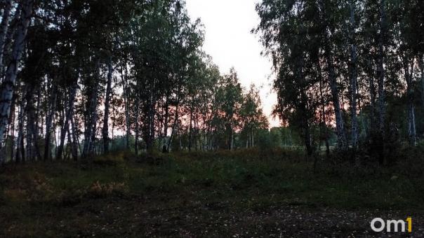В омских лесах начали находить первые грибы
