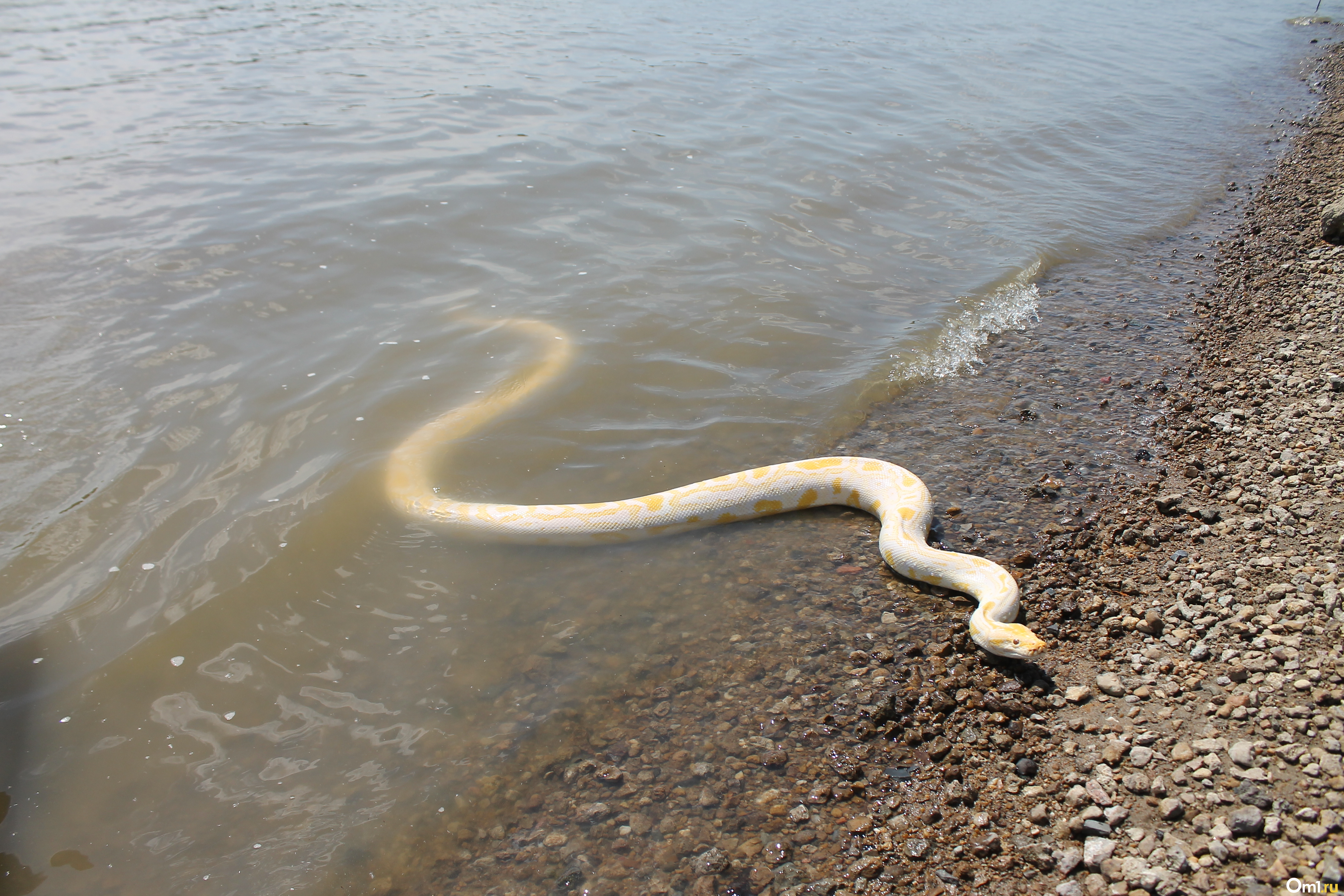 Змеи алтая. Змеи в воде. Гигантские змеи. Змеи на пляже. Генеральские пляжи змеи.