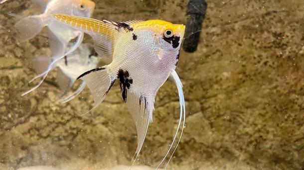 Рыбаку-браконьеру грозит тюремный срок за хороший улов в Новосибирске