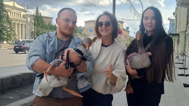 Гуси на прогулке: пернатые снялись в рекламе и покорили Новосибирск