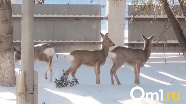В Омске официально закончилось нашествие косуль