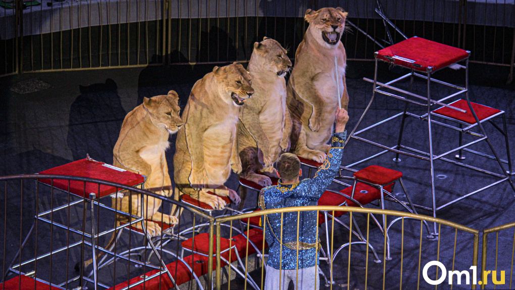 Львы в горящем обруче и обезьянки на лошадях: в Омский цирк приехала «Империя львиц»