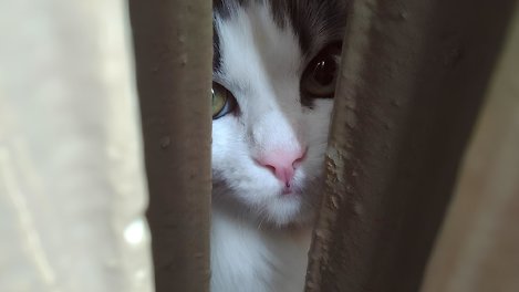 Бегала с трупом замученного котенка. В Омске рассказали о 8-летней живодерке
