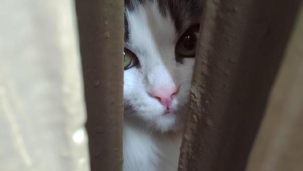 Бегала с трупом замученного котенка. В Омске рассказали о 8-летней живодерке