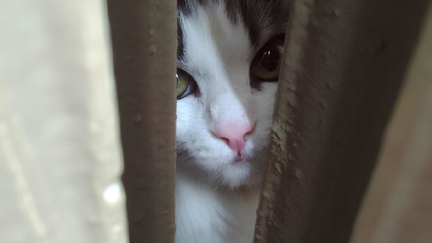 Бегала с трупом замученного котенка. В Омске рассказали о 8-летней живодерке