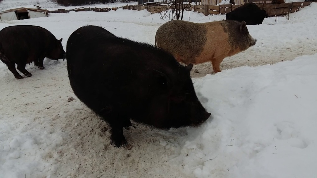 Эксперты по борьбе с чумой свиней упрекнули омских крестьян в нежелании обеззараживать навоз