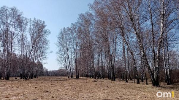 Мэрия объяснила, зачем в парке 30-летия ВЛКСМ массово рубят деревья