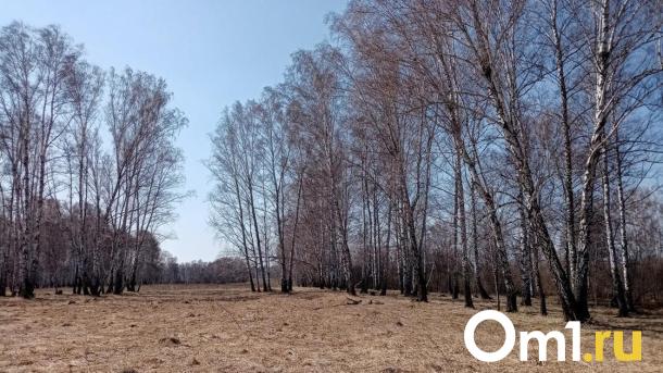 Мэрия объяснила, зачем в парке 30-летия ВЛКСМ массово рубят деревья