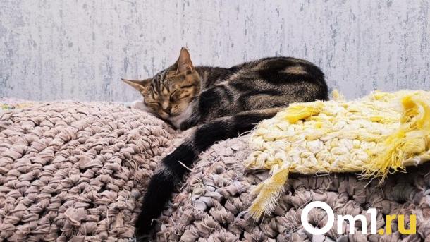 Омский психолог рассказала о четырёх техниках для улучшения сна